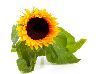 beautiful sunflower over white background