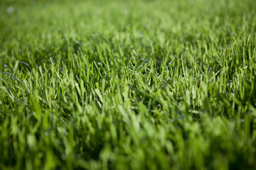 Fototapeta premium mown grass