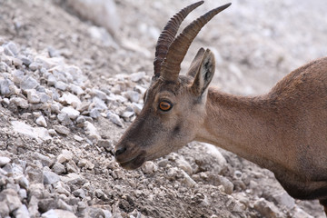 Alpine ibex (Capra ibex), doe