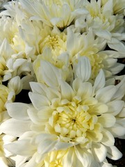 chrysanthemen