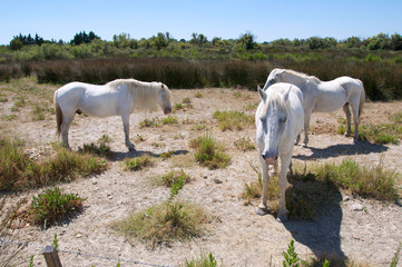 Obraz premium Chevaux3