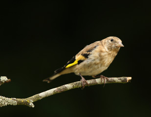 Portrait of a young Goldfinch