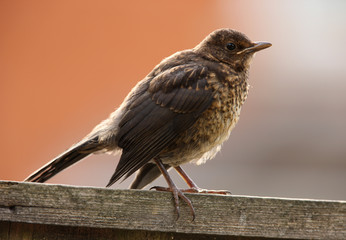 Portrait of a young Blackbird