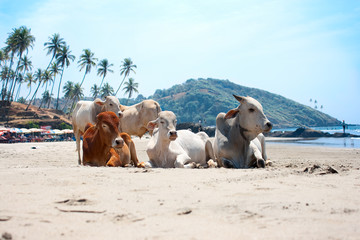 Cow on  Tropical beach ,Goa, India - obrazy, fototapety, plakaty