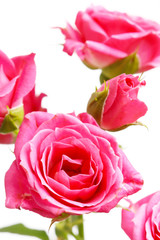 Bunch of beautiful roses