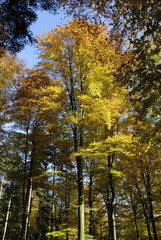 Herbstlich gefärbte Bäume im Schwarzwald