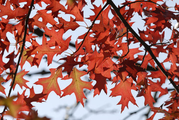 Herbstlich gefärbte Blätter im Schwarzwald