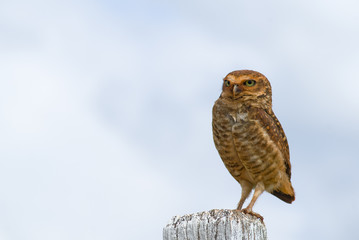 Burrowing Owl