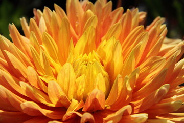 Dahlia