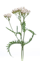 Schafgarbe (Achillea millefolium) stehend vor weißem Hintergrund © unpict