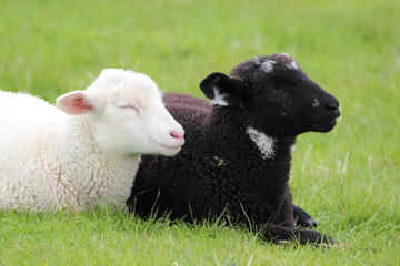 Fototapeta premium black and white lamb