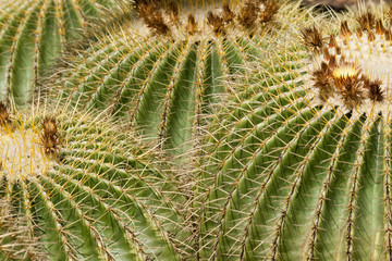 Golden Barrel Cactus, Echinocactus grusonii