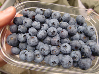 Blaubeeren -  myrtilles