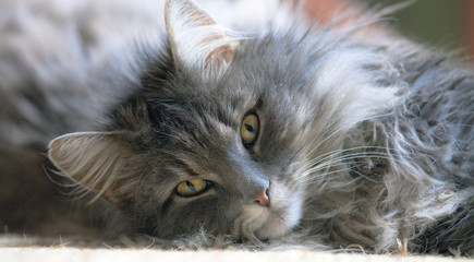 Skogkatt (chat des forêts norvégiennes - Norwegian forest cat)