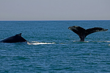 Two Humpback whales playing