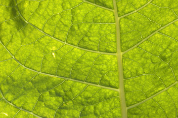 Fototapeta na wymiar tobacco leaf closeup