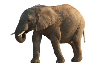 Fototapeta na wymiar African Elephant - Isolated