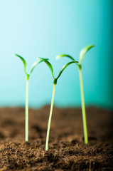 Green seedling illustrating concept of new life