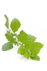 Melisse (Melissa officinalis var. citrata) - liegend diagonal