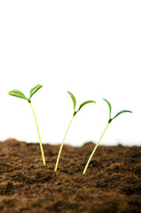 Green seedling illustrating concept of new life