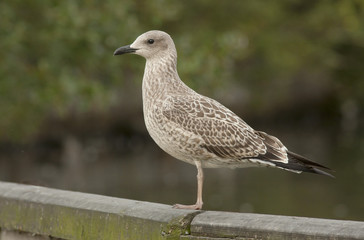 Seagull