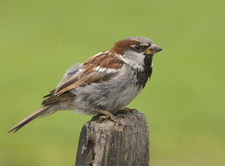 House sparrow