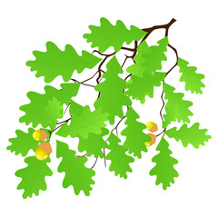 Fototapeta premium Oak leaf
