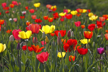 Fototapeta premium Tulpen-Mischung im Gegenlicht - Tulip mix