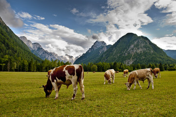 Fototapeta na wymiar Green Cows