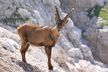 Alpine ibex (Capra ibex), young buck.
