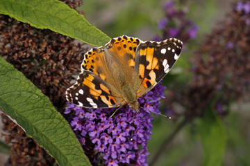 Distelfalter (Vanessa cardui) auf Buddleja - Painted Lady