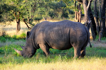 Rhinocercos in Zambia