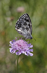 Melanargia galathea, Schachbrett, Damenbrett - Marbled White