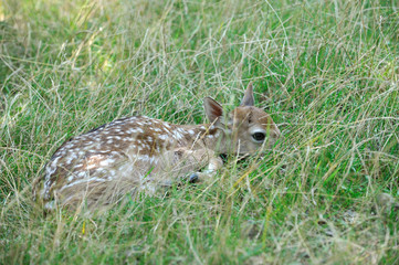 small fallow deer