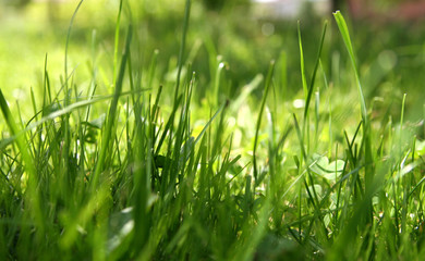 grass