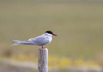 Arctic Tern Perched