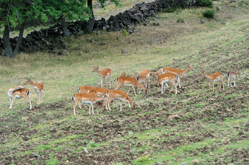 group of fallow deer