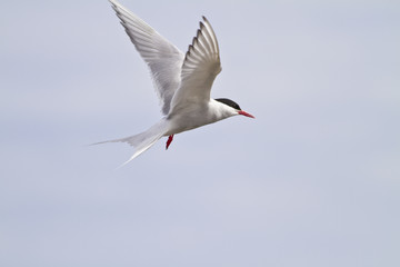 Arctic Tern in flight