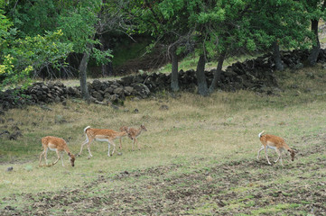 group of fallow deer