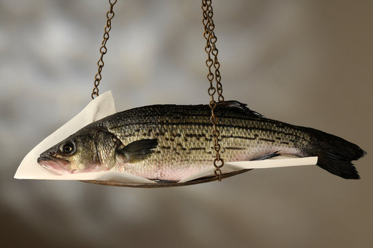 Pesce