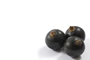Black currants