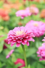 Obraz premium Zinnien