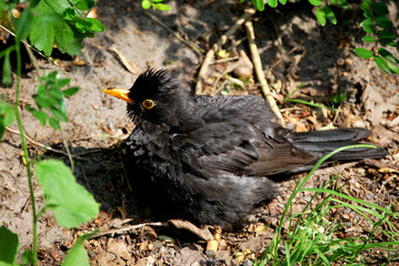 Junger Star - Nestflüchtling
