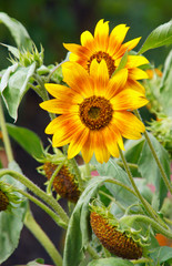 Naklejka premium Sonnenblume Zweifarbig