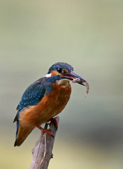 kingfisher