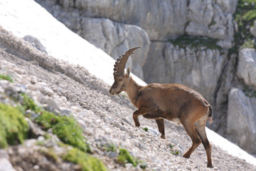 Alpine ibex (Capra ibex), young buck.