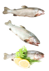 Raw trout fish collection isolated on white background