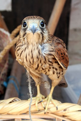 Young hawk