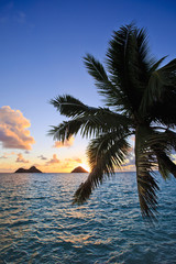 Fototapeta na wymiar sunrise through the coconut palms at Lanikai Beach in Hawaii