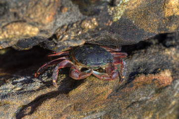 Crab in Rock